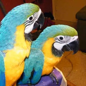 Продам попугая ара сине-желтый