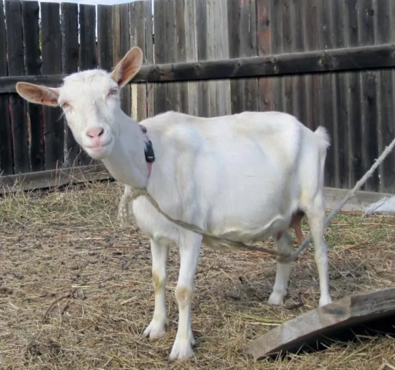 Продаю козу дойную (5 лет) и козла (6 мес.)